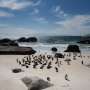 Study says African penguins starved en masse off South Africa