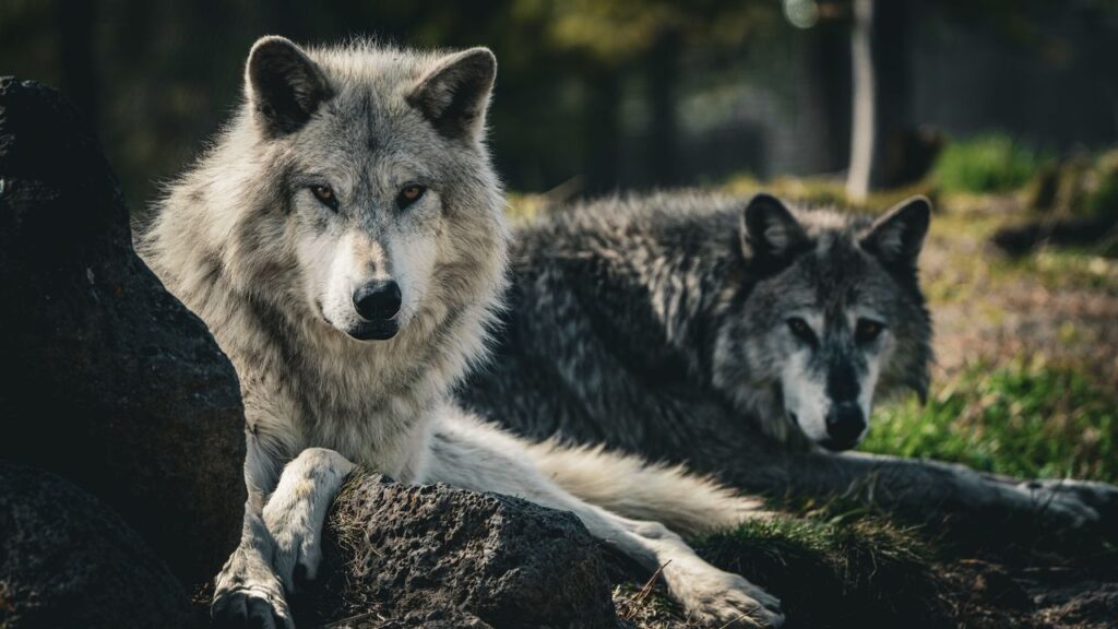 Did reintroducing Wolves to Yellowstone really cause an ecological cascade?