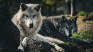 Did reintroducing Wolves to Yellowstone really cause an ecological cascade?