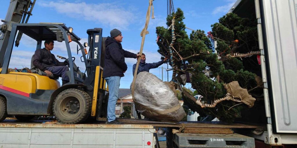 Japan’s garden tree growers look beyond Asia to the West