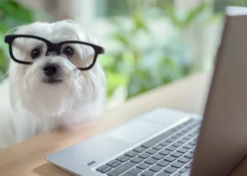 Explore the Future of Pet Wellness with ZenDogTech com