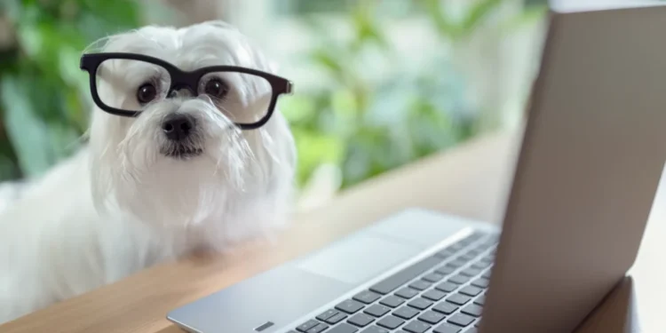 Explore the Future of Pet Wellness with ZenDogTech com