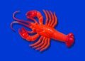 Red rubber lobster toy on blue background