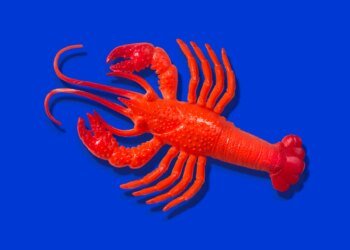 Red rubber lobster toy on blue background